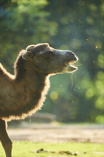 Bactrian camel