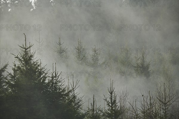 Fog flying over young Norway spruce