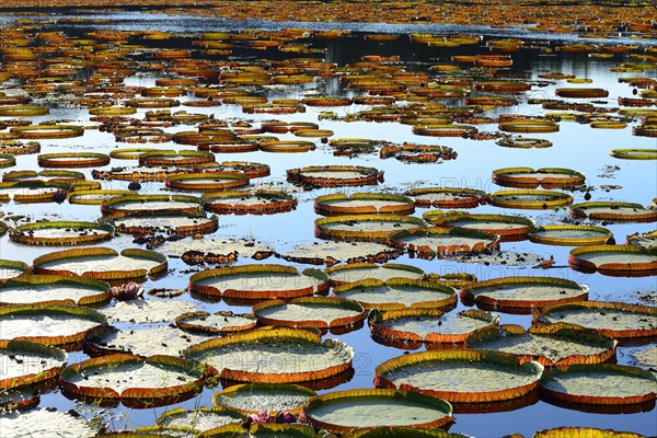 Leaves of the amazon water lily