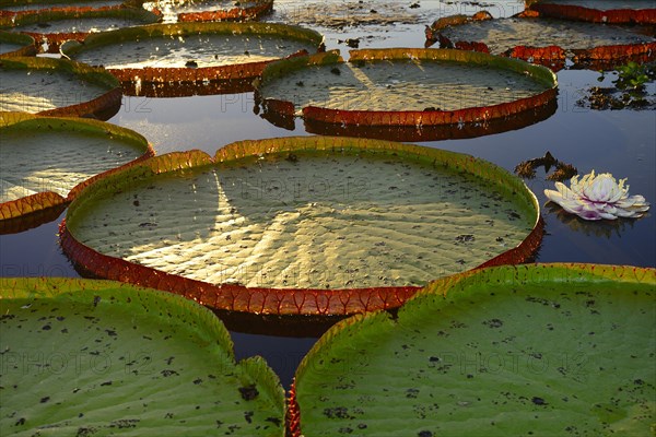 Leaves of the amazon water lily