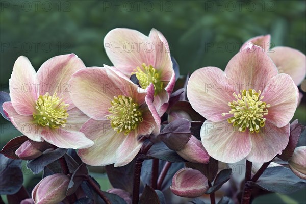 Lenten rose