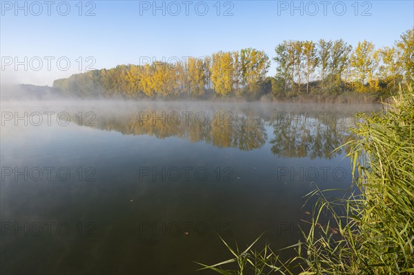 Morning fog and autumn coloured poplars