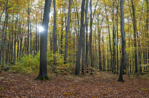 European beech forest