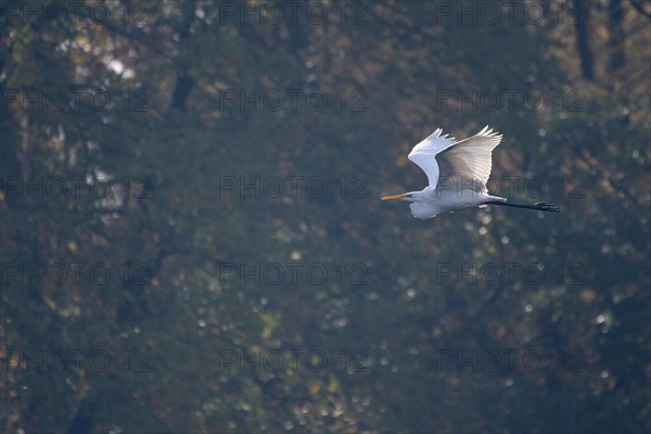 Great egret