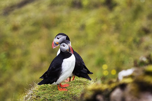 Two puffin