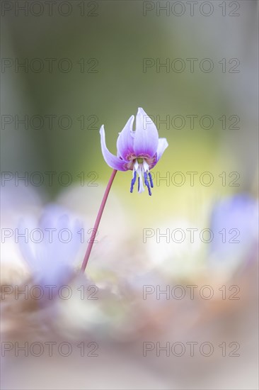 Flowering dog's tooth violet