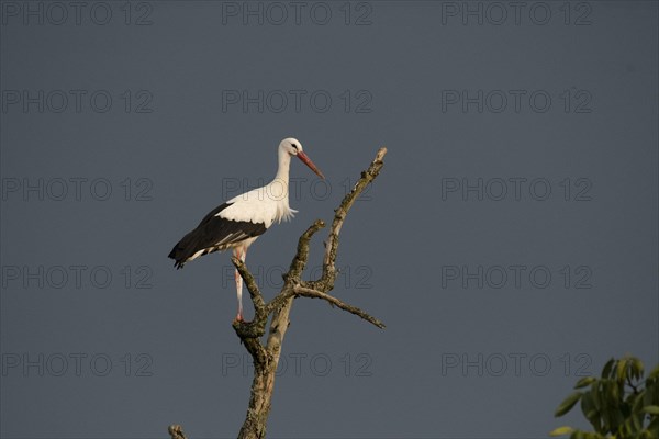 White stork