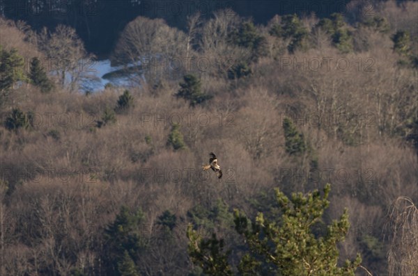 Red kite