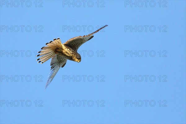 Common kestrel