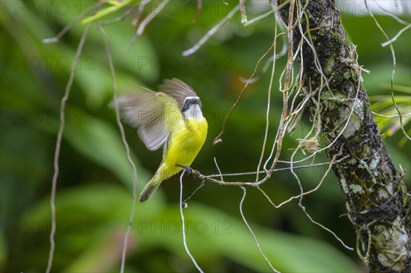 Grey-capped masked tyrant