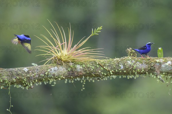 The red-legged honeycreeper