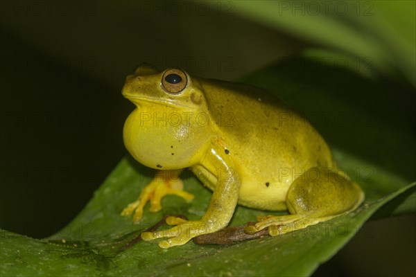 Mahogany tree frog