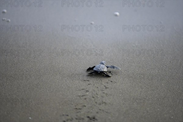 Newly hatched olive ridley sea turtle