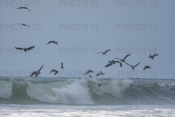 Brown pelicans