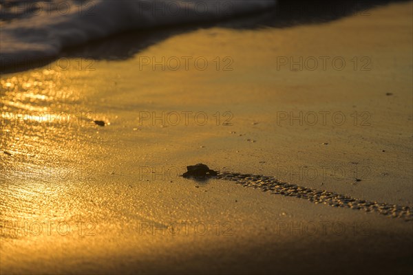 Newly hatched olive ridley sea turtle