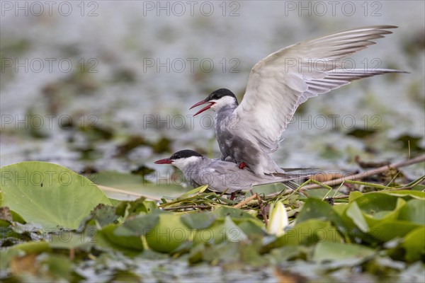 Two White-bearded Terns