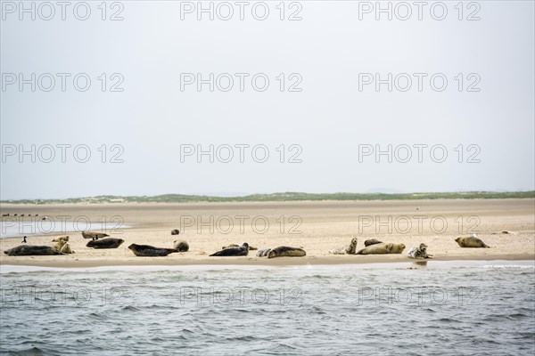 Grey seals