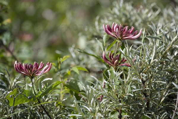 Flowering forest honeysuckle