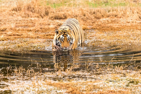 Bengal tiger