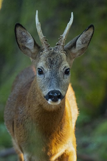 European roe deer