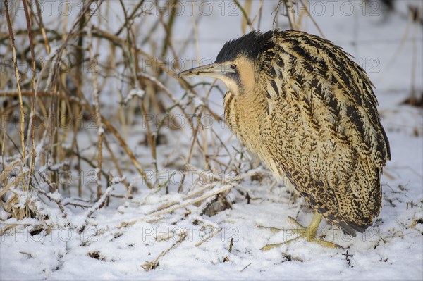 Eurasian bittern