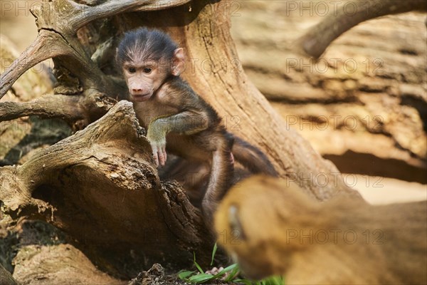 Guinea baboon