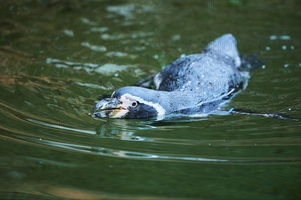 Humboldt penguin