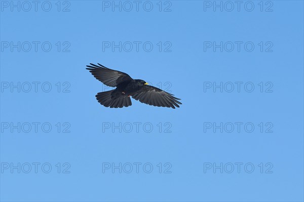 Yellow-billed chough