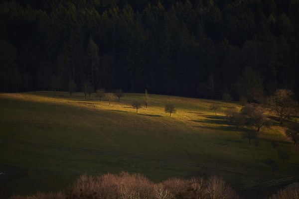 Spotlight from the sun on a small meadow with fruit trees