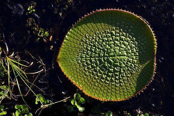 Amazon water lily