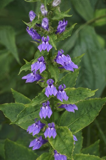 Blue cardinal flower