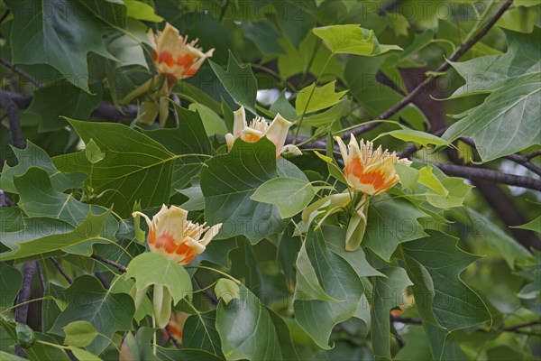 Tulip tree