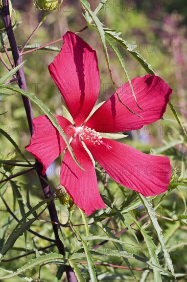 Scarlet rose mallow