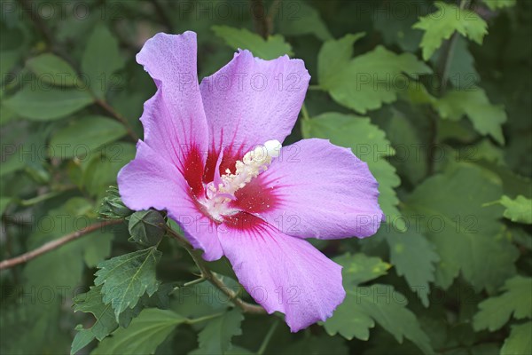 Rose of Sharon