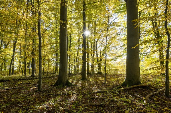 European beech forest