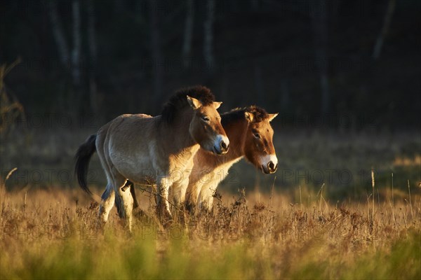 Przewalski's horse