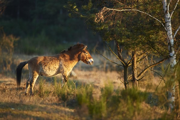 Przewalski's horse