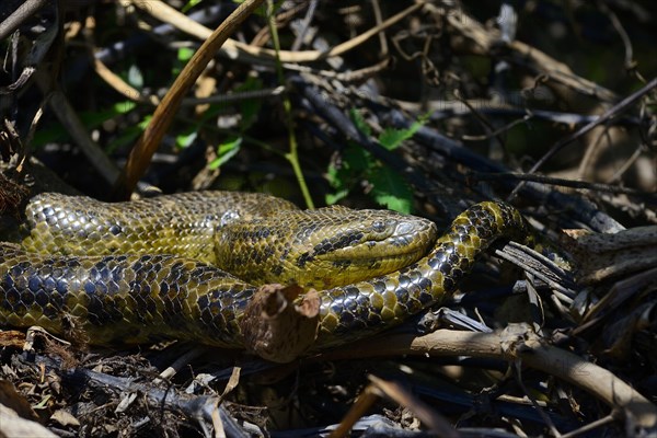 Yellow anaconda