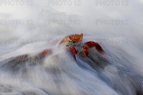 Red rock crab