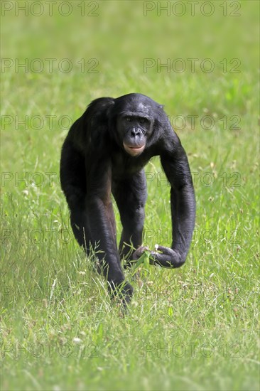 Bonobo