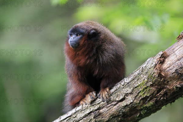 Red-bellied titi