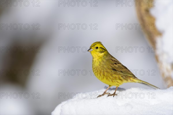 Yellowhammer