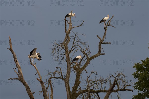 White stork