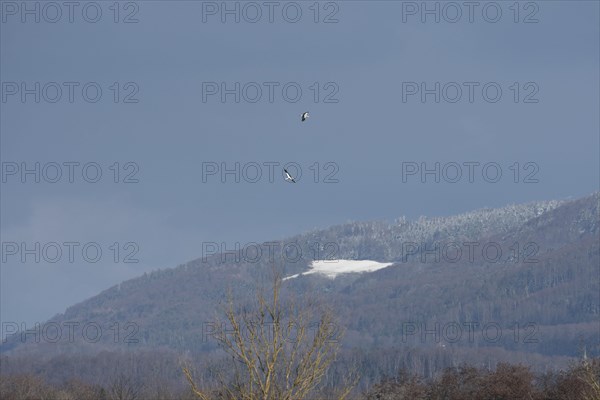 White stork