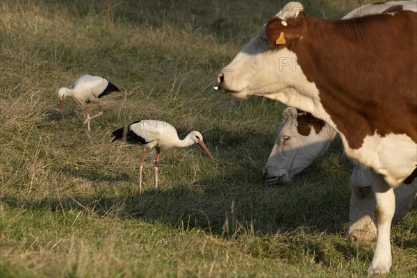 White stork