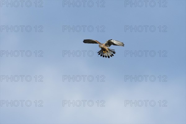 Common kestrel