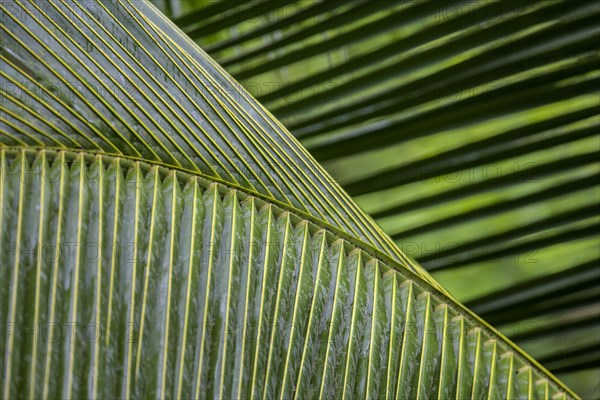 Palm leaves