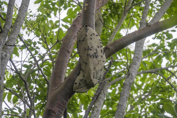 Wasp's Nest