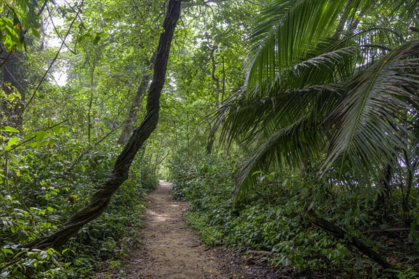 Path through the rainforest