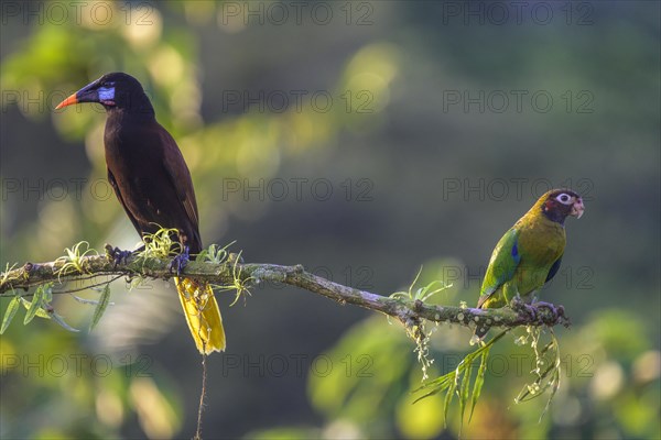 Brown-hooded parrot